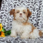 roztomil� �t���tka Shihtzu k adopci