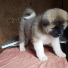 ��asn� �t���tka Akita k adopci