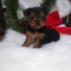 �t��ata Yorkshire Terrier k adopci