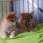 �istokrevn� �t��ata akita inu p�ipraven� k adopci,