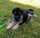 Prod�m �t���tka NO s PP,v�b�rov� ch