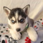 vz�cn� �t���tka sibi�sk�ho husky k adopci