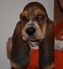 Basset hound kr�sn� tricolorn� fenky