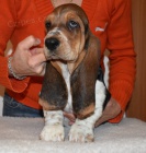 Basset hound kr�sn� tricolorn� fenky