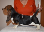 Basset hound kr�sn� tricolorn� fenky