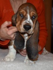 Basset hound kr�sn� tricolorn� fenky