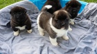 �t��ata akita inu pro op�tovn� nacvi�ov�n�