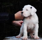 N�dhern� �t���tka argentinsk�ch dog�!