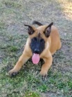 Belgick� �t��ata Malinois jsou nyn� k dispozici. na v�st�ely a od�ervov�n�