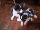 �istokrevn� �t�n� Border Collie f   12 t�dn� star�. Dobr� pro d�ti a dal�� zv��ata