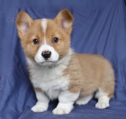 Jemn� vel�sk� Corgi (Pembroke)
