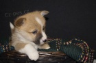 Ohromuj�c� �t��ata Pembroke Corgi