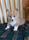 Ohromuj�c� �t��ata Pembroke Corgi