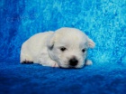 West highland white terrier (west�k)