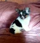 �IVAVA s PP - pejsek