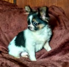 �IVAVA s PP - pejsek