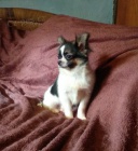 �IVAVA s PP - pejsek