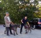 Irsk� vlkodav - �t���tko