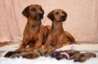 Rhodesian Ridgeback �t���tka s PP