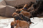 Rhodesian Ridgeback �t���tka s PP