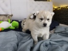 Sibi�sk� husky - �t���tka na prodej