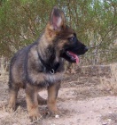  Prod�m �t���tka NO s PP, v�b�rov� ch