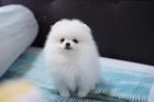 Pomeranian �t��ata (miniaturn�)