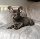 Francouzsk�ho buldo�ka