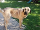 Kangal - Anatolsk� pasteveck� pes