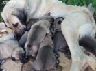 Kangal - Anatolsk� pasteveck� pes