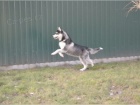 Sibi�sk� husky chlapec a d�vka FCI