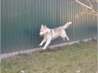 Sibi�sk� husky chlapec a d�vka FCI