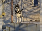 Sibi�sk� husky chlapec a d�vka FCI