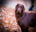 Flat coated retriver-hn�d� �t��ata s PP