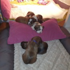 Havanese bichon �t��ata