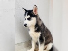 Sibi�sk� husky �t���tka s rodokmenem.