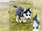 Sibi�sk� husky �t���tka s rodokmenem.