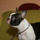 �t��ata Bostonsk�ho teri�ra