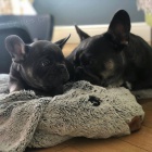 Francouzsk� buldo�ek �t��ata k dispozici pro adopci