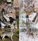 �eskoslovensk� vl��k s PP