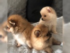 Pomeranian �t��ata s PP FCI 