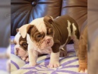AKC / FCI registrovan� �istokrevn� anglick� buldok �t��ata