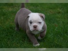 AKC / FCI registrovan� �istokrevn� anglick� buldok �t��ata