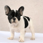 K dispozici jsou �t��ata francouzsk�ho buldo�ka, velmi zdrav� a maj� zdravotn� z�znamy.