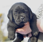 �istokrevn� �t��ata Labradora testy DNA