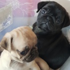 Kouzeln� mopsl�ci