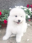 Sibi�sk� samojed �t��ata