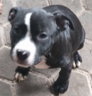 Americk� stafordsk� terier