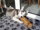 �istokrevn� sibi�sk� husky, kr�sn� �t���tka