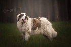 Pyrenejsk� mastin s PP